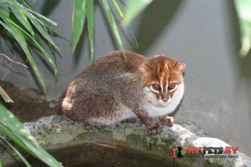 Prionailurus planiceps, Кошка суматранская