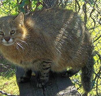 Leopardus braccatus