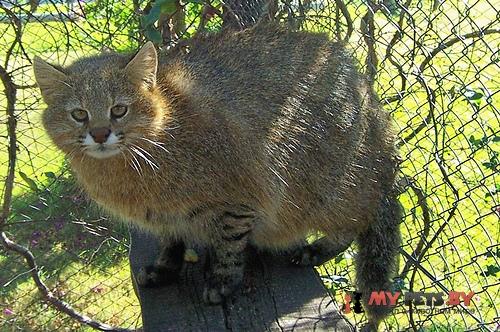 Leopardus braccatus