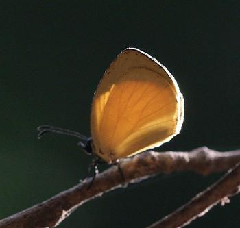 Liptena xanthostola