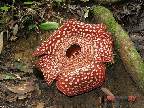 Раффлезия (Rafflesia)