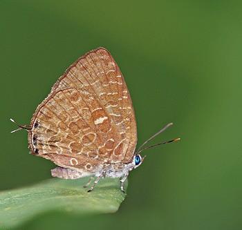Arhopala ammon