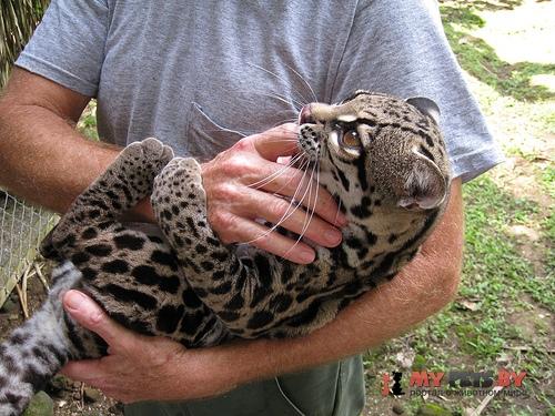 Leopardus wiedii