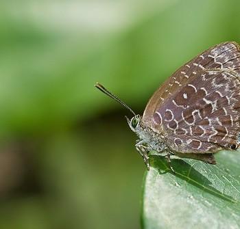 Arhopala ammonides