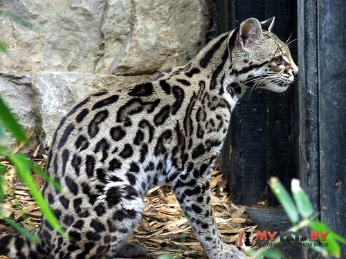 Margay