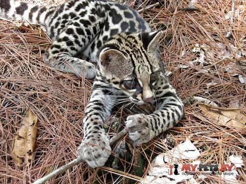 Leopardus tigrinus