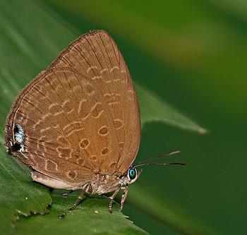 Arhopala amphimuta