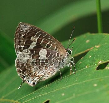 Arhopala birmana