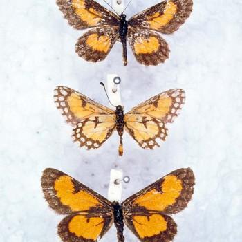 Alaena exotica