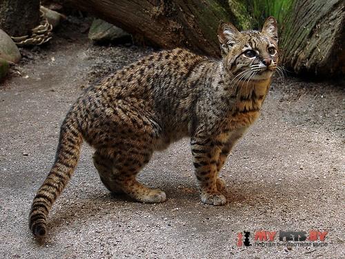 Leopardus geoffroyi, Кошка Жоффруа