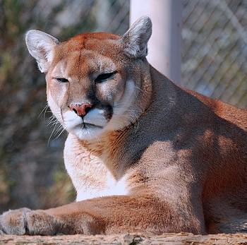 Puma concolor
