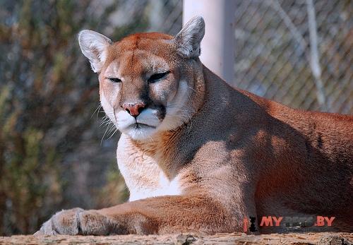 Puma concolor, Пума