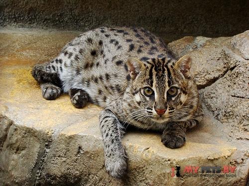 Prionailurus viverrinus, Кошка-рыболов