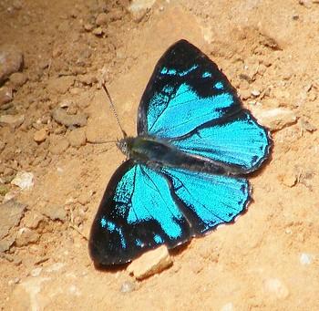 Poritia erycinoides