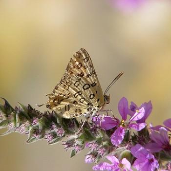 Cigaritis maxima