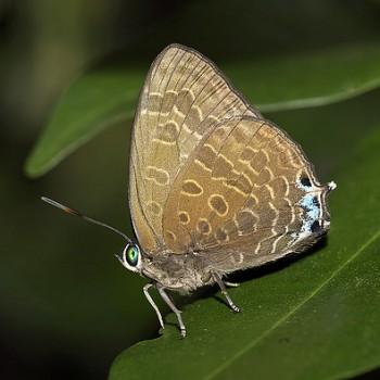 Arhopala aurea
