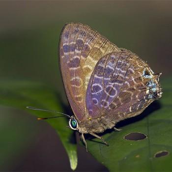 Arhopala trogon