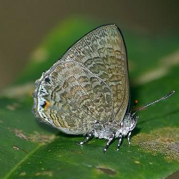 Poritia philota