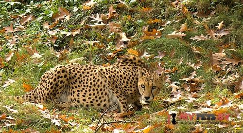 Acinonyx jubatus