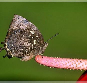 Thaduka multicaudata