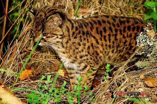Leopardus guigna, Чилийская кошка