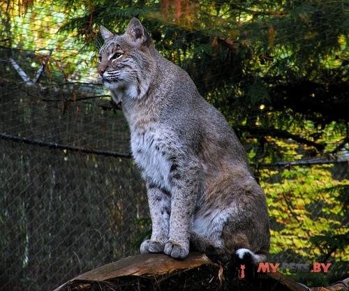 Lynx canadensis