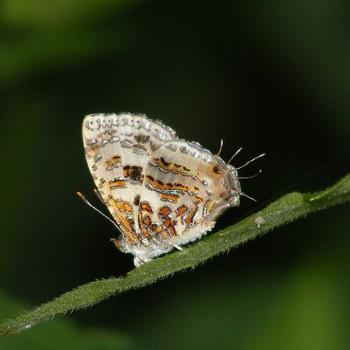 Catapaecilma elegans