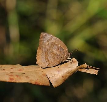 Arhopala pseudocentaurus