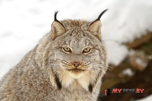 Lynx borealis