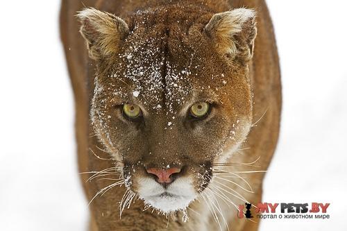 Puma concolor
