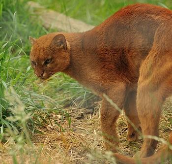 Puma yagouaroundi