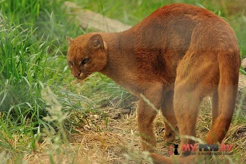 Puma yagouaroundi, Ягуарунди