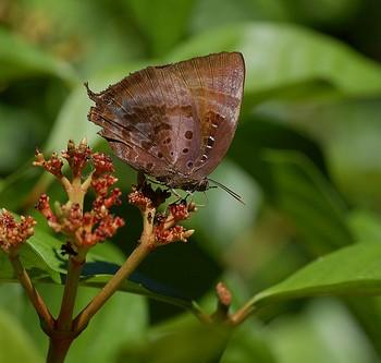 Arhopala micale