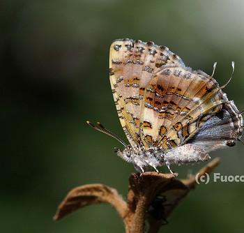 Catapaecilma major