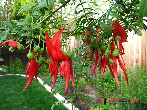 Клиантус (Clianthus)