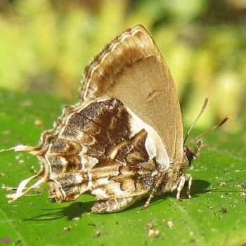 Mota massyla