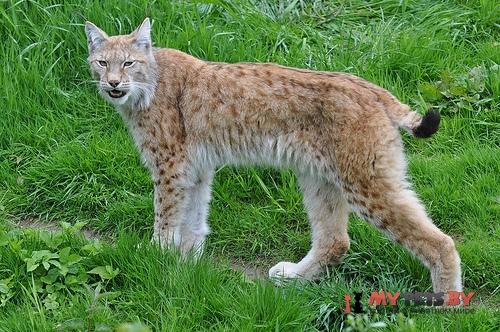 Lynx lynx