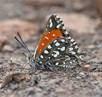 Argyraspodes argyraspis