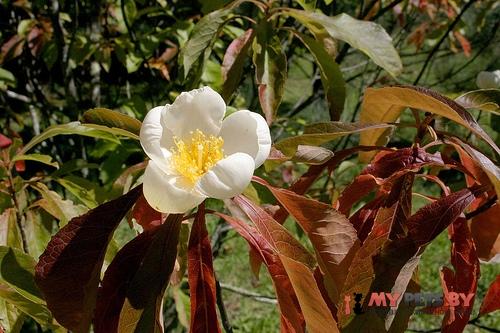 Франклиния (Franklinia alatamaha)