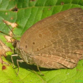 Arhopala ace