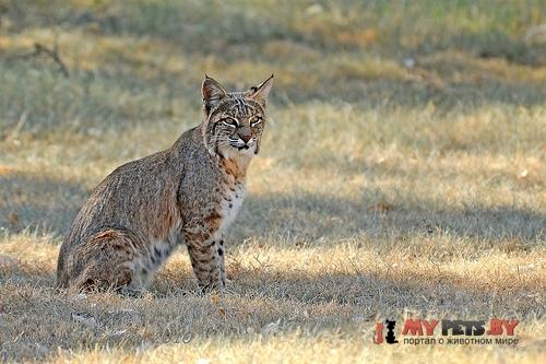 Lynx rufus