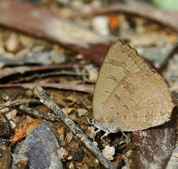 Arhopala rama