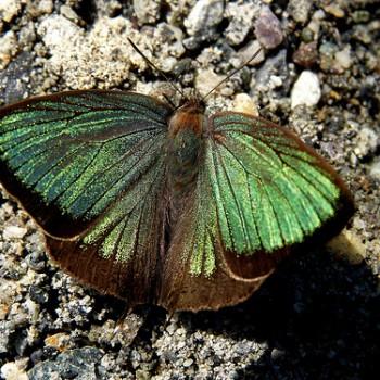 Arhopala eumolphus