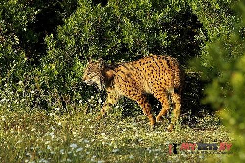 Lynx pardinus