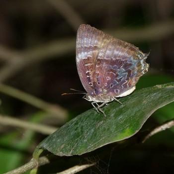 Arhopala madytus