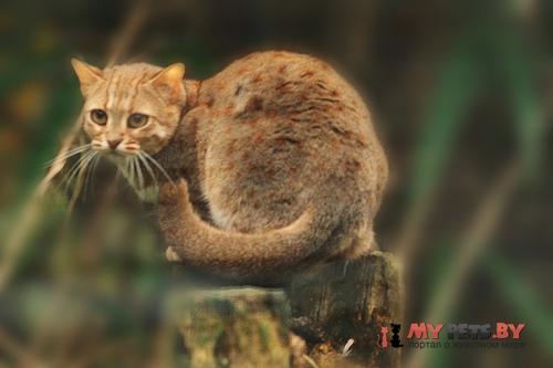 ржавая кошка