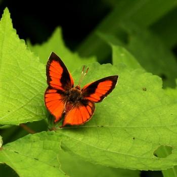 Axiocerses amanga