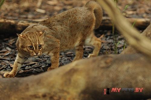 Rusty-spotted Cat