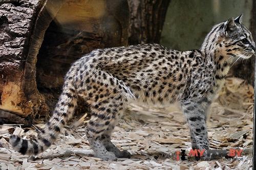 Leopardus geoffroyi