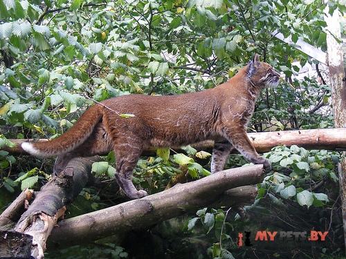 Pardofelis temminckii